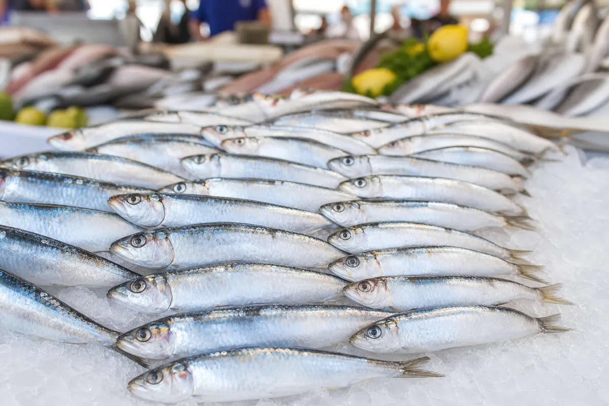 Sardines fraîches sur un étal de poissonnerie